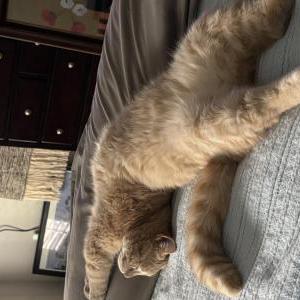 Lost Cat PK