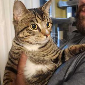 Found Cat Unknown
