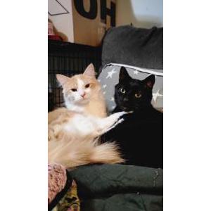Lost Cat Prim
