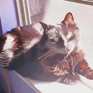 Image of Lilly, Lost Cat