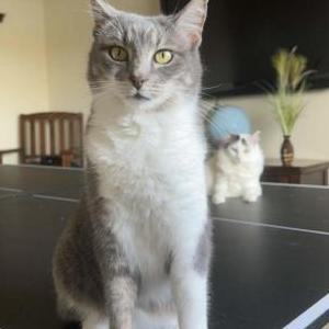 Image of April, Lost Cat