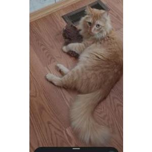 Image of Raja Cornman, Lost Cat