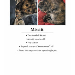 Image of Lil Miss, Lost Cat