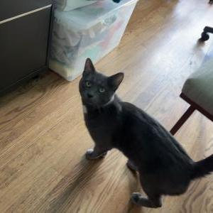 Found Cat Unknown