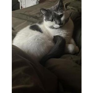 Image of Iris, Lost Cat