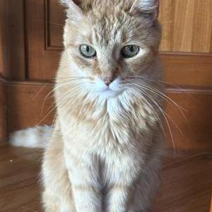 Image of Oliver, Lost Cat