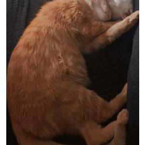 Image of Garfield, Lost Cat