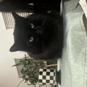 Lost Cat Malandro