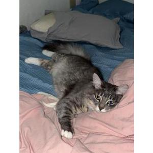 Lost Cat Toro