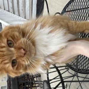 Lost Cat Radar
