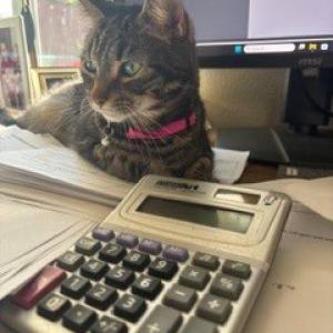 Image of Minnie, Lost Cat