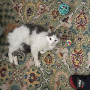 Image of Unknown, Found Cat