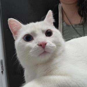 Image of Unknown, Found Cat