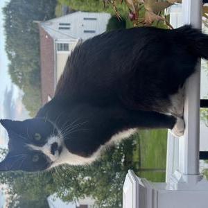 Image of Lyko (Lee-koh), Lost Cat