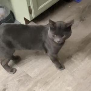 Image of Binx, Lost Cat