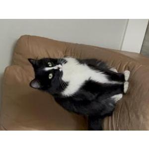Image of Artemis, Lost Cat