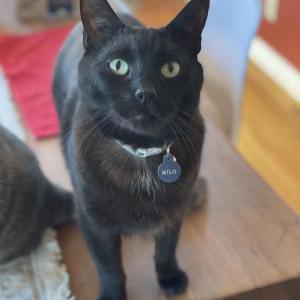 Image of Milo, Lost Cat