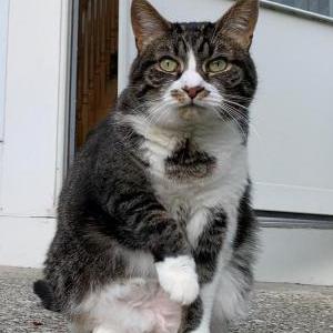 Image of Lychee, Lost Cat