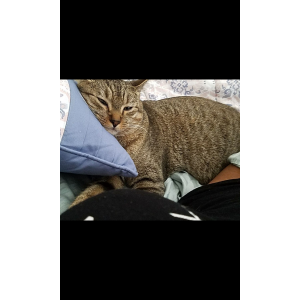 Image of Simba, Lost Cat