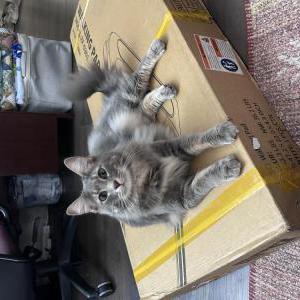 Image of Finn, Lost Cat