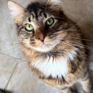 Image of Cinnamon, Lost Cat