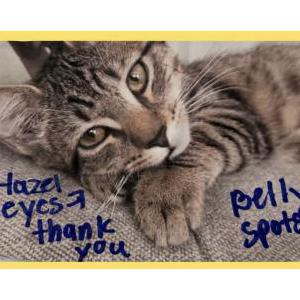 Lost Cat Tilly