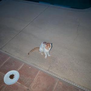 Image of Unknown, Found Cat