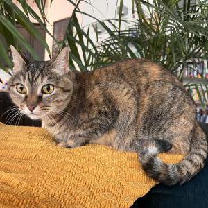 Image of Freya, Lost Cat