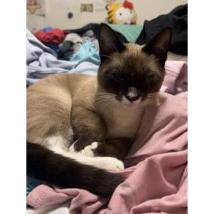 Lost Cat Sushi
