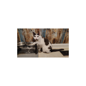 Image of Peanut, Lost Cat