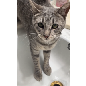 Lost Cat chompers