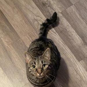 Image of Lilly, Lost Cat