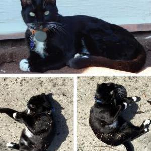 Image of Sophie, Lost Cat