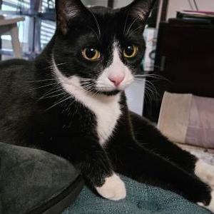 Lost Cat Moxxi