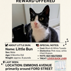 Lost Cat Little Bun