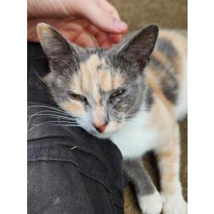 Image of Meira, Lost Cat