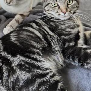 Image of Kaju, Lost Cat