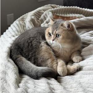 Image of Cinnamon, Lost Cat