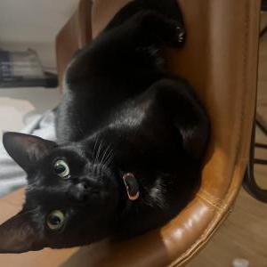 Image of Ellie, Lost Cat