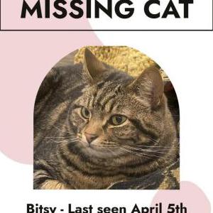 Lost Cat Bitsie “Bitz”