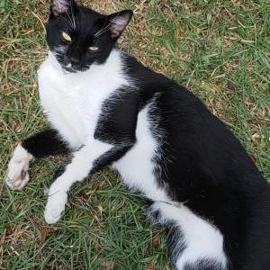 Lost Cat Buster