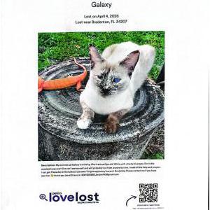 Image of Galaxy, Lost Cat