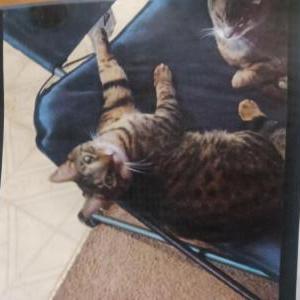 Image of Peanut, Lost Cat