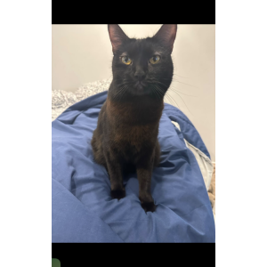 Image of Kitty, Lost Cat