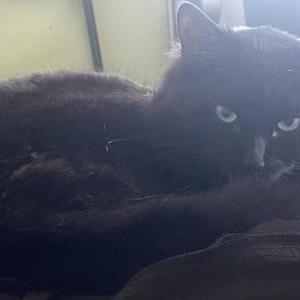 Image of Onyx, Lost Cat