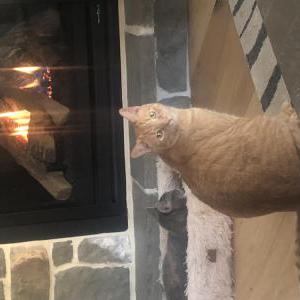 Lost Cat Marshall
