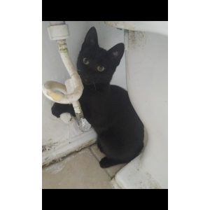 Lost Cat Toothless