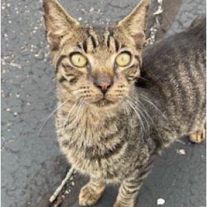 Image of UNKNOWN, Found Cat