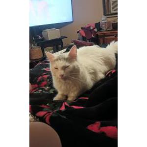 Lost Cat Diamond
