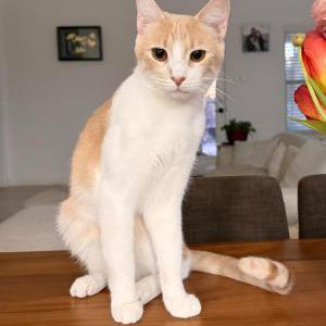 Image of Emi, Lost Cat